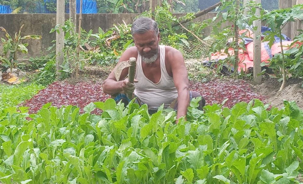 দাগনভূঞায় শীতকালীন সবজি চাষে ব্যস্ত কৃষক